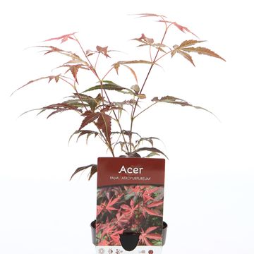 Acer palmatum 'Atropurpureum'