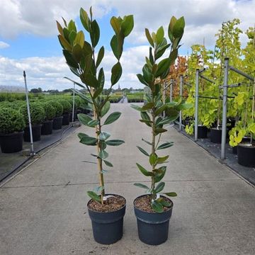 Magnolia grandiflora 'François Treyve'