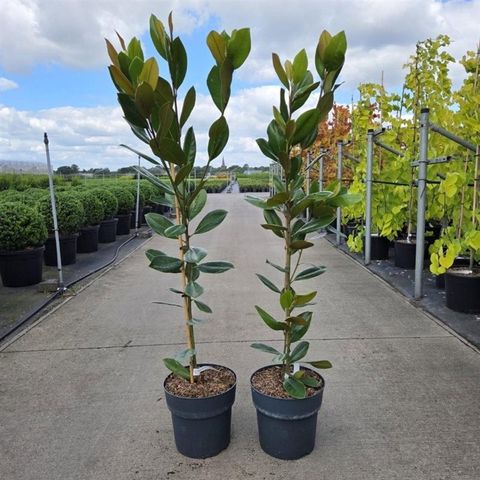 Magnolia grandiflora 'François Treyve'