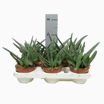 Gasteria carinata verrucosa