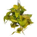 Philodendron scandens 'Neon'