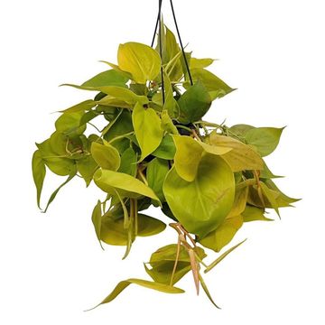 Филодендрон scandens 'Neon'