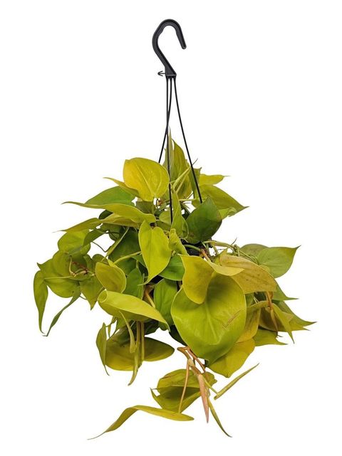 Philodendron scandens 'Neon'