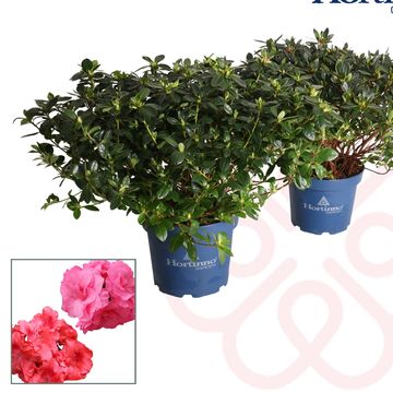 Rhododendron HORTINNO EVERGREEN MIX