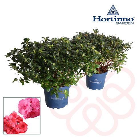 Rhododendron HORTINNO EVERGREEN MIX