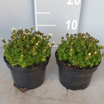 Saxifraga x arendsii