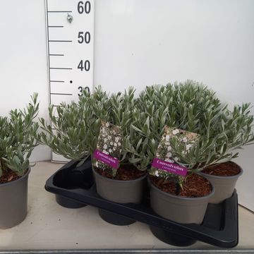 Convolvulus cneorum