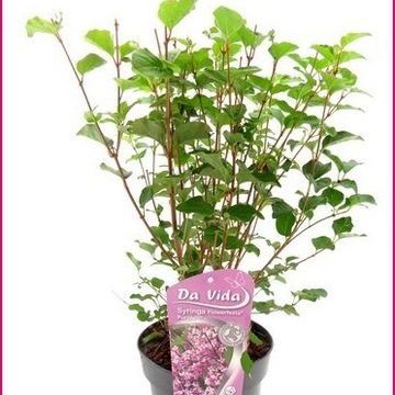 Syringa meyeri FLOWERFESTA PURPLE