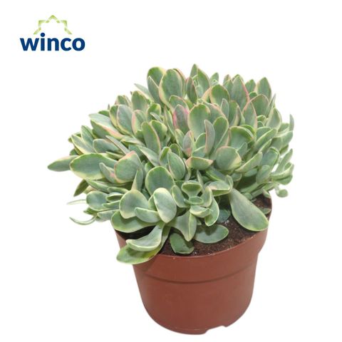 Crassula 'Rusby Variegata'