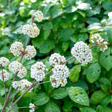 Callicarpa bodinieri MAGICAL SNOWSTAR