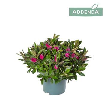Hebe ADDENDA MIX