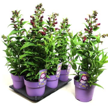 Penstemon hartwegii PHOENIX VIOLET