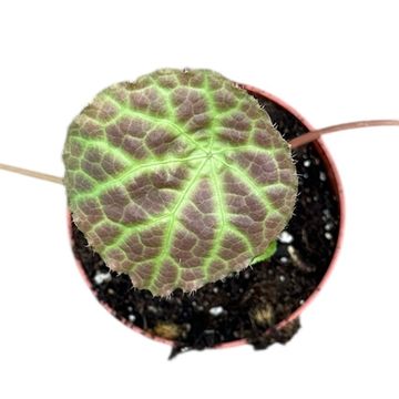 Begonia phuthoensis