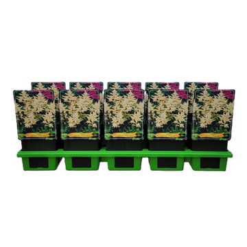 Astilbe 'Whasingthon'