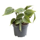 Philodendron scandens