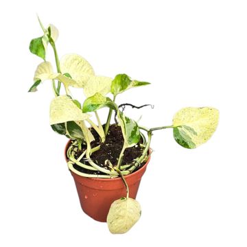 Monstera adansonii laniata MINT