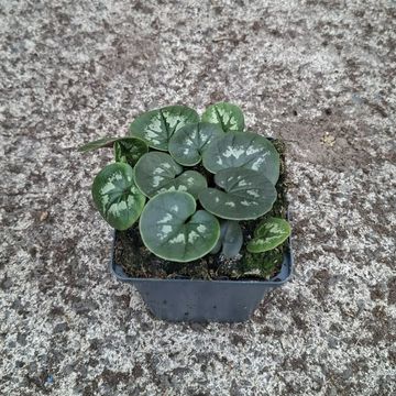 Cyclamen coum 'Marbled Leaf Ruby Star'