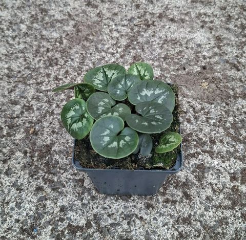 Cyclamen coum 'Marbled Leaf Ruby Star'
