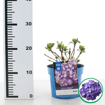 Hydrangea macrophylla ENDLESS SUMMER BLOOMSTAR BLUE