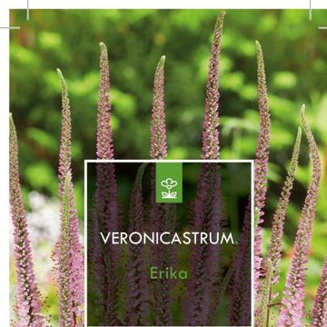 Veronicastrum virginicum 'Erika'