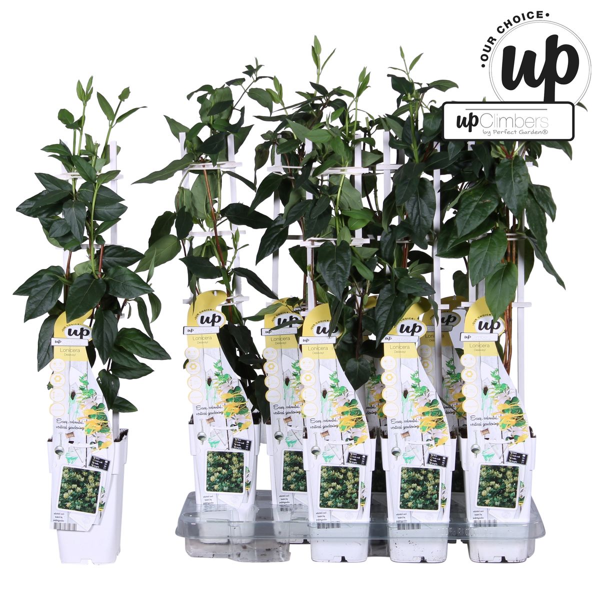 Lonicera similis delavayi  Plant Wholesale FlorAccess