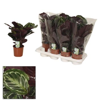 Calathea 'Medallion'