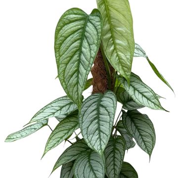 Monstera siltepecana 'El Salvador'