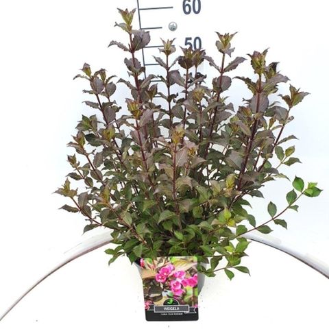 Weigela florida 'Nana Purpurea'