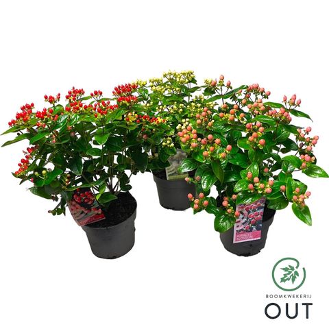 Hypericum MIRACLE MIX