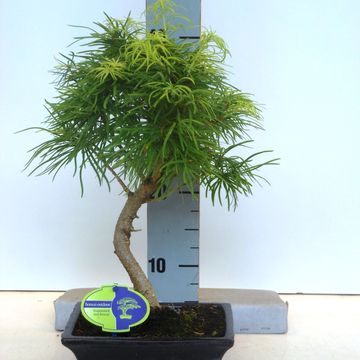 Pseudolarix amabilis