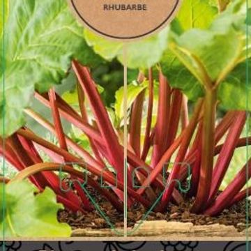 Rheum rhabarbarum