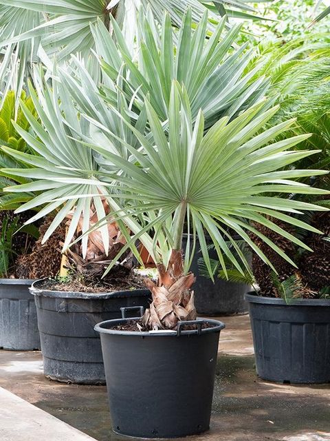 Bismarckia nobilis