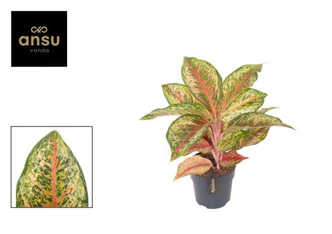 Aglaonema 'Carnival Queen'