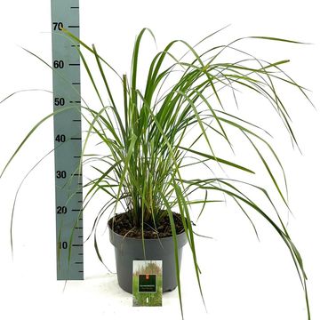 Calamagrostis x acutiflora 'Karl Foerster'