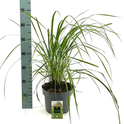 Calamagrostis x acutiflora 'Karl Foerster'