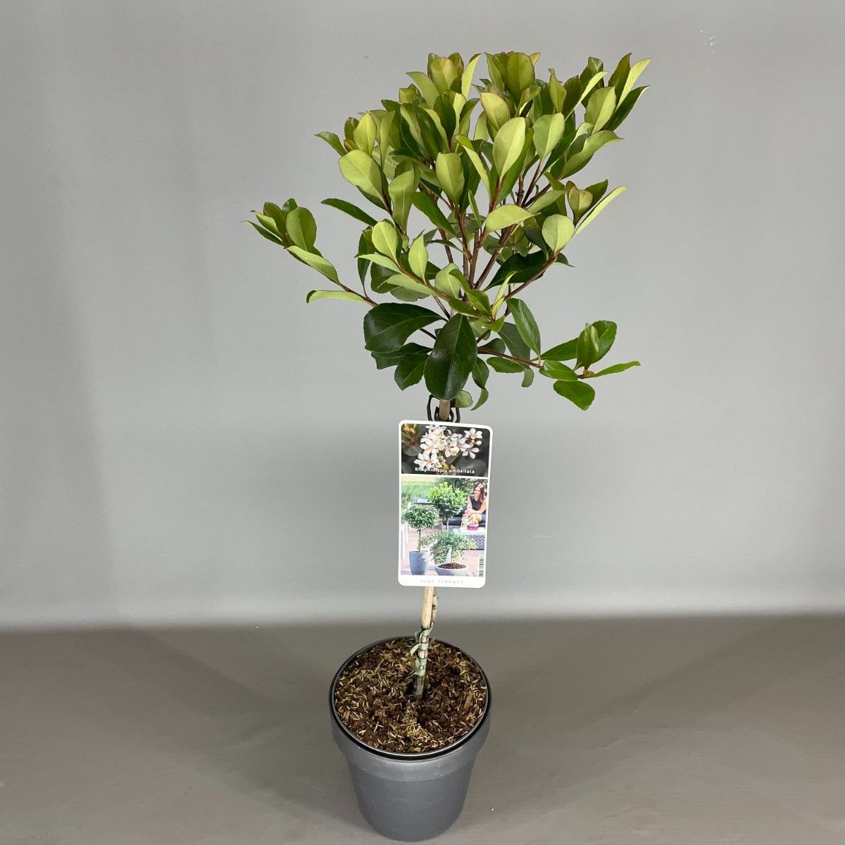 Rhaphiolepis Umbellata — Plant Wholesale Floraccess