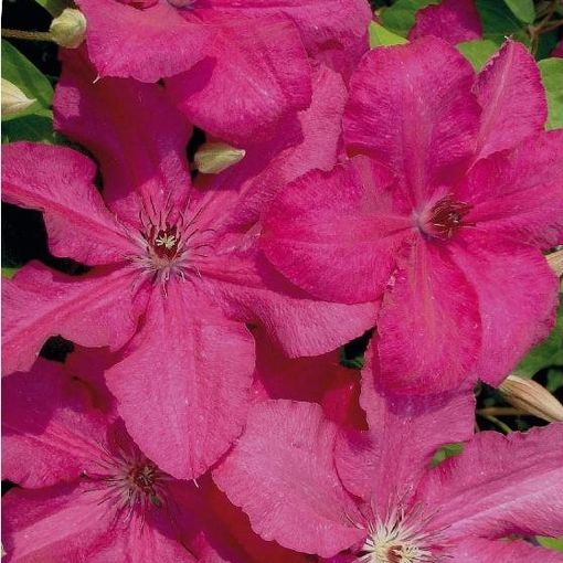 Clematis 'Kardynal Wyszynski' (LL)