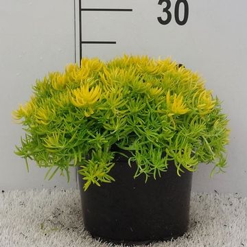 Sedum 'Lemon Ball'