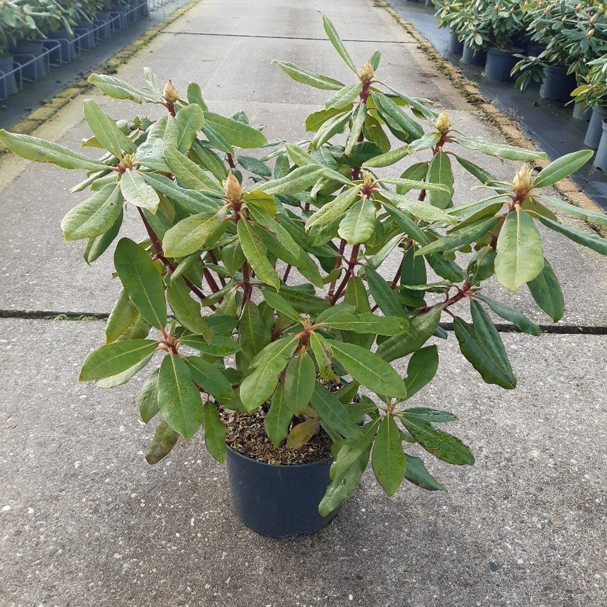 Rhododendron ponticum 'Roseum' — Plant Wholesale FlorAccess