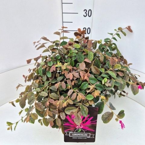 Loropetalum chinense 'Daybreak's Flame'