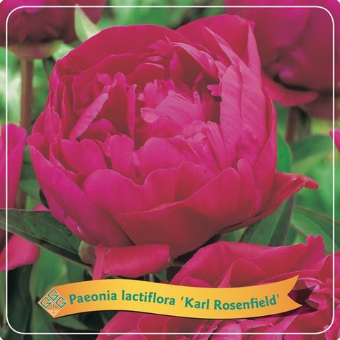Paeonia 'Karl Rosenfield'