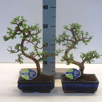 Portulacaria afra