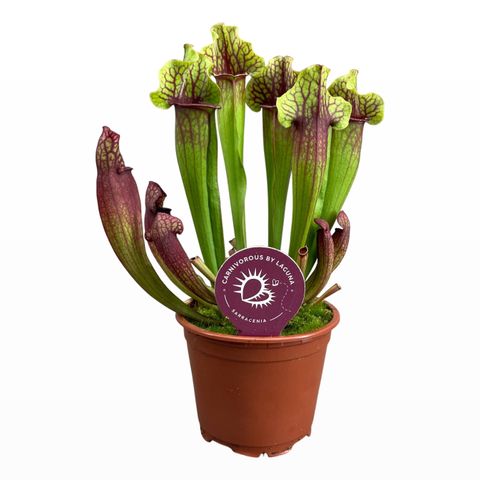 Sarracenia x mitchelliana