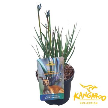 Anigozanthos 'Blue Masquerade'