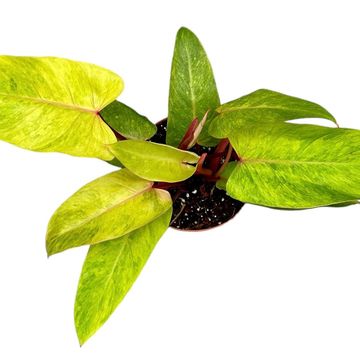 Philodendron 'Painted Lady'