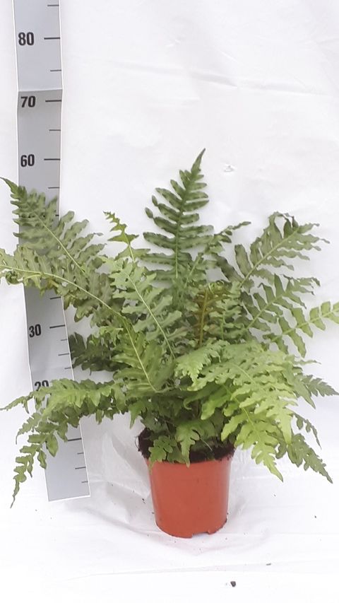 Blechnum brasiliense 'Volcano'