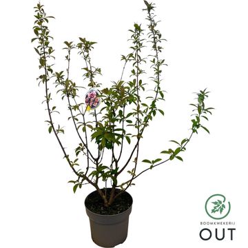 Viburnum x bodnantense 'Charles Lamont'