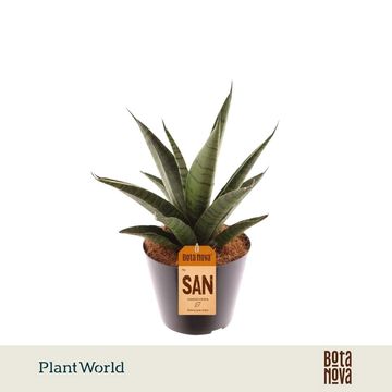 Sansevieria PINEAPPLE