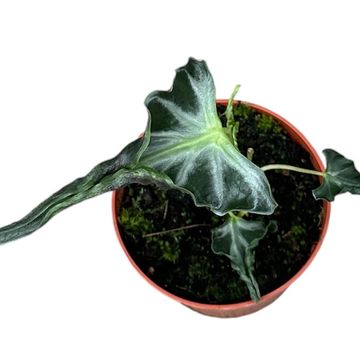 Alocasia 'Loco'