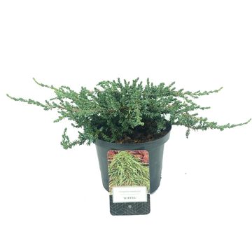 Juniperus communis 'Ristol'